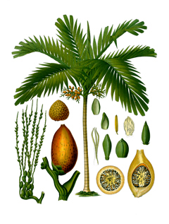 Areca catechu Betel Palm, Betel Nut Palm